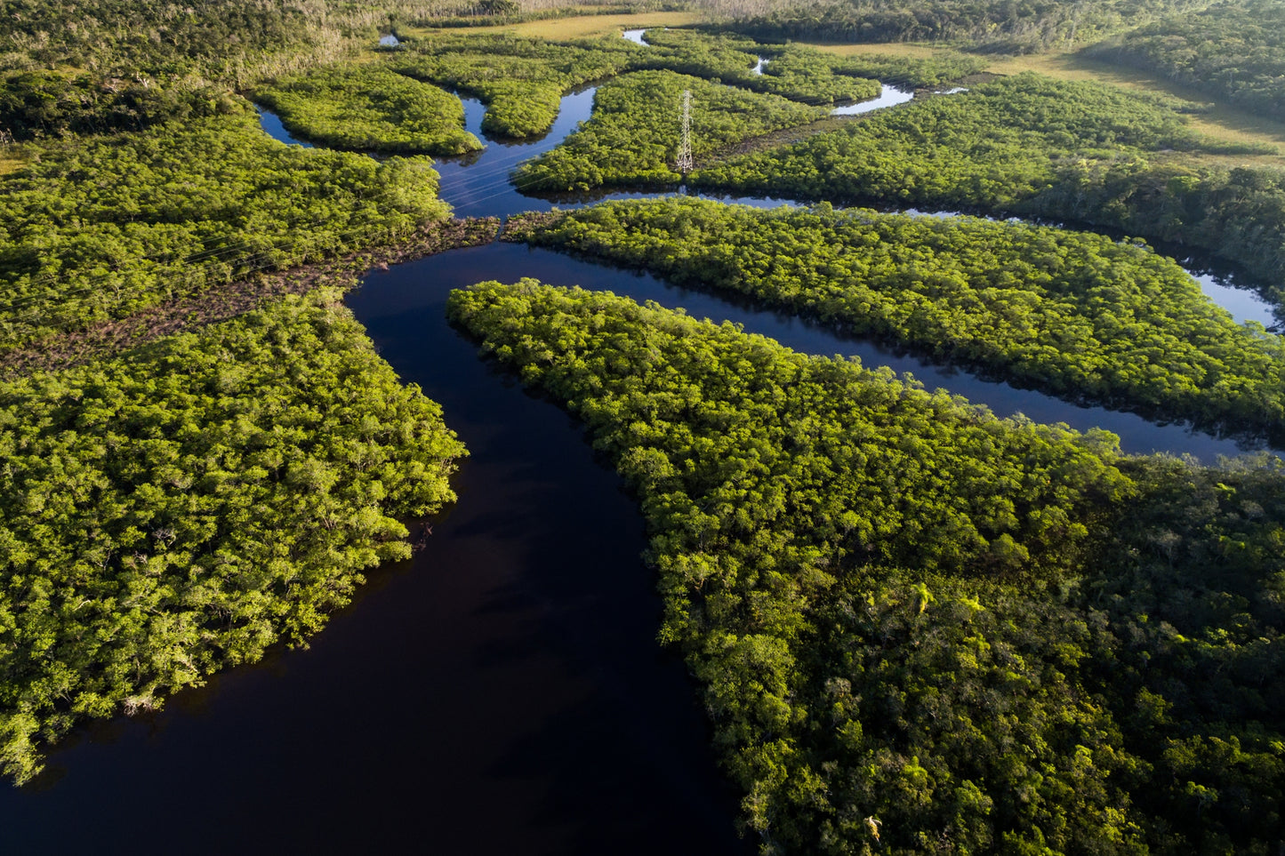 Quadro Floresta Amazônica Fine Art