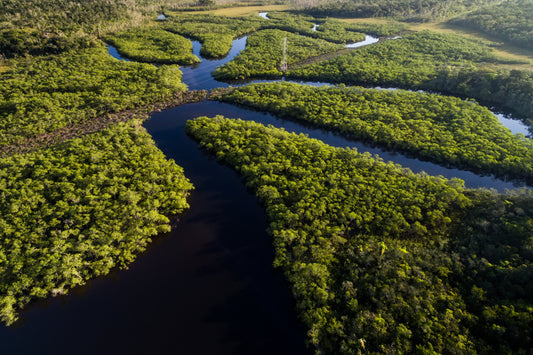 Floresta Amazônica