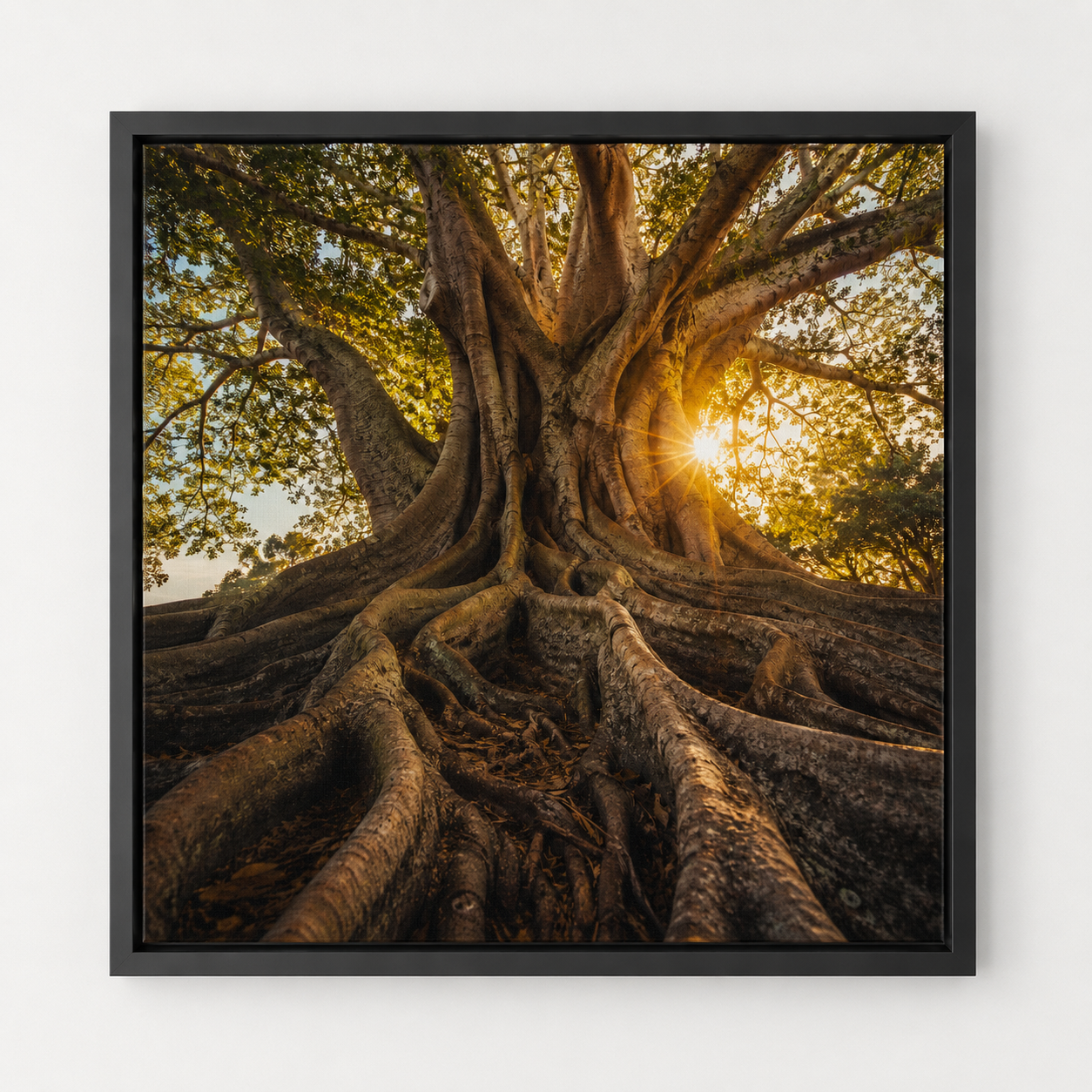Quadro Árvore Monumental e Raízes