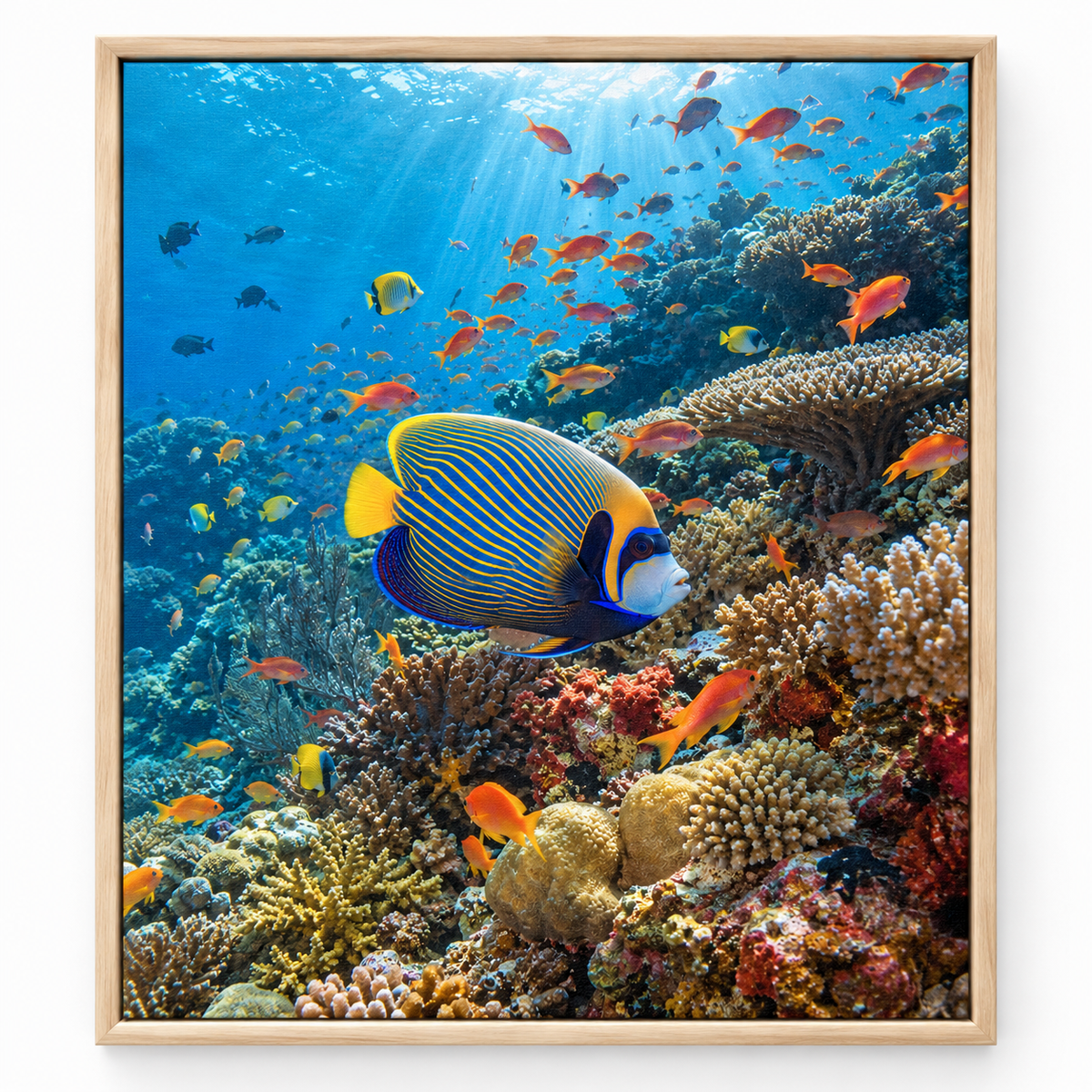 Quadro Peixe-Anjo-Imperador no Recife de Coral
