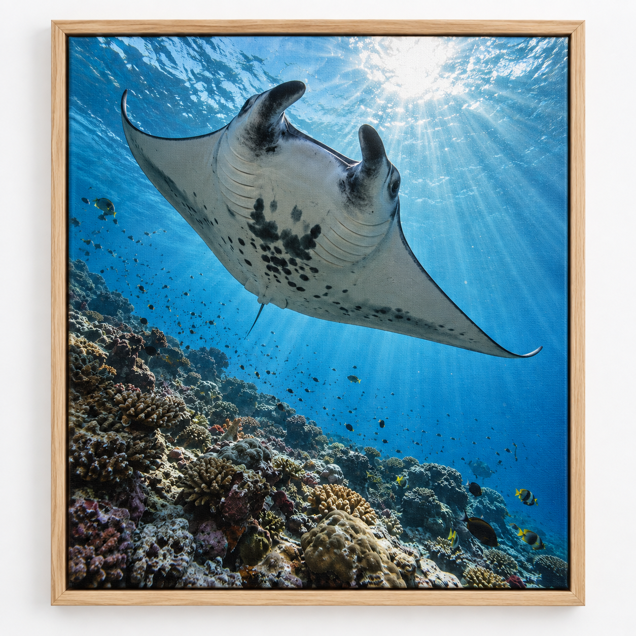 Quadro Arraia-Manta sobre Recife de Coral